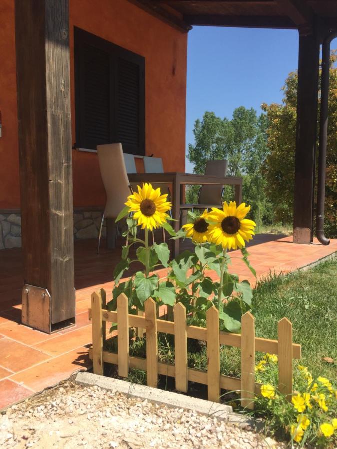 Il Girasole B&B Ceprano Exteriér fotografie